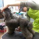 중앙애견 이미지