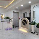 주주펫 살롱 이미지