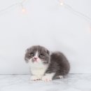 이티농장 | 광주스핑크스분양 당황스러울 정도로 낯설었던 얼굴