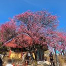 4419 | 서울 매화명소 봉은사 홍매화 꽃구경 실시간 후기, 이번 주말 절정! 강남 봄꽃 명소 (ft. 서래원 공양간...