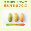 (주)마하 | 태국 마하차녹 무지개망고 돌쇠네 농산물 내돈내산 후기