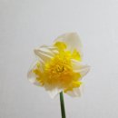 프린탈 이미지