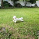 댕댕놀이터 아라점 이미지