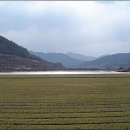 보리밭 이미지