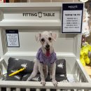 몰리스펫샵 스타필드시티 위례점 이미지