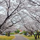 단계조각공원 화장실 | 광양 벚꽃축제 일정 정보 및 금호동 조각공원 방문 후기