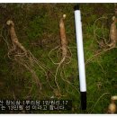 최씨농원