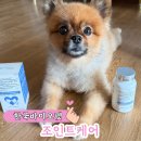 해강아지 달고양이 | 반려견·반려묘 관절건강 필수템! 한국바이오펫 조인트케어 영양제