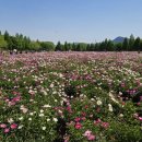 합천까스동 | 합천 작약 명소 추천 🌸 아이랑 가기 좋은 합천 작약밭 + 까스동 맛집 후기