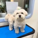 이로애견미용실 이미지