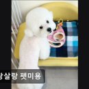 살랑살랑 펫미용 이미지