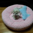 꽃개 하우스 이미지