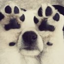 강아지 꼬순내 이미지