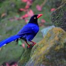 행운을 안겨주는 파란 까치(Taiwan Blue Magpie) 이미지