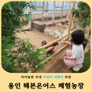 용인 아이와 가볼만한곳! 헤븐온어스 블루베리 체험농장 미니 동물원