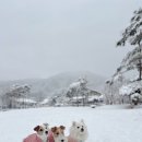 큰복골 이미지