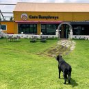 팽성남로 이미지