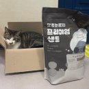 고양이집:고집 | 펫츠놀로지프리미엄샌드 먼지없는고양이모래 사용후기