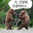 카페인베어 이미지