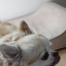 낼름 낼름 이미지