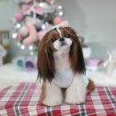 하니하우스 이미지