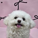 빵긋하개 이미지