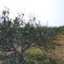 신영농장 이미지