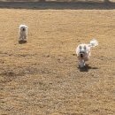 도그래스(DOGRASS) 이미지