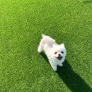 댕글댕글유치원 | [천안 쌍용동 애견유치원]내돈내산 ‘생글댕글’ 유치원 등원 솔직 후기 🐶