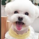 써니애견샵 네이버블로그