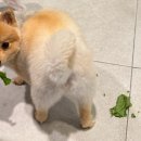 위클라드 커플 풀빌라 이미지