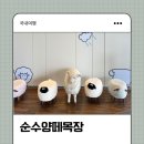 동선2목장 | 강원도 평창 여행 | 대관령 순수양떼목장 재방문 솔직 후기 | 라마다호텔 옆 양떼목장 실망 비추 후기