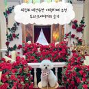 해리애견 | 의정부 애견동반 대형카페 추천 투하츠베이커리 아메리카노 소금빵 후기