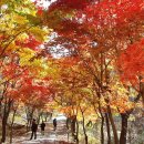📢11월15일 과천대공원 산행방과 합동으로 단풍구경 갑니다.홍어회를 정든님이 무쳐 오신다니 막걸리 챙겨 오세요(막걸리드실분) 이미지