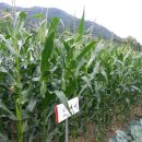 내린천 주말농장 이미지