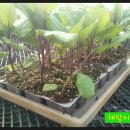 이성자농장 이미지