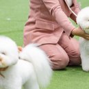 올웨이즈 반려견 미용실 이미지