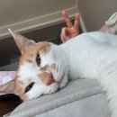 꾸꾸범어점 이미지