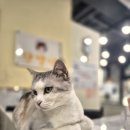 단발냥 이미지