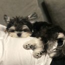 댕댕이미용 이미지