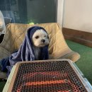 웰컴댕댕 이미지