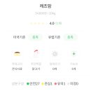 샐러드캐츠 이미지