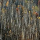 자작나무숲정상 이미지