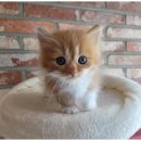 안산복지매장 이미지