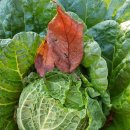 옹진해머금 이미지