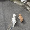 베이비독 | 신길동 애견미용실 영등포 강아지미용실 :: 보떼독 말티푸 베이비컷 후기 ♥