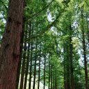 황토메타길 이미지