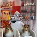 공원펫 | 강동 애견동반식당 펫다이닝 맘마 | 올림픽공원 근처 강아지 화식 내돈내산 후기