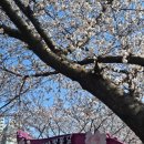 삼락생태공원 | 🌸 벚꽃길 따라 힐링 산책, 삼락생태공원 후기 (26.3.29 현재 개화상태)