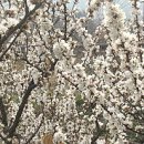 양산박 티스토리